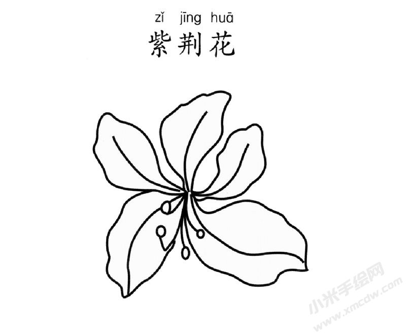 紫荆花简笔画图片