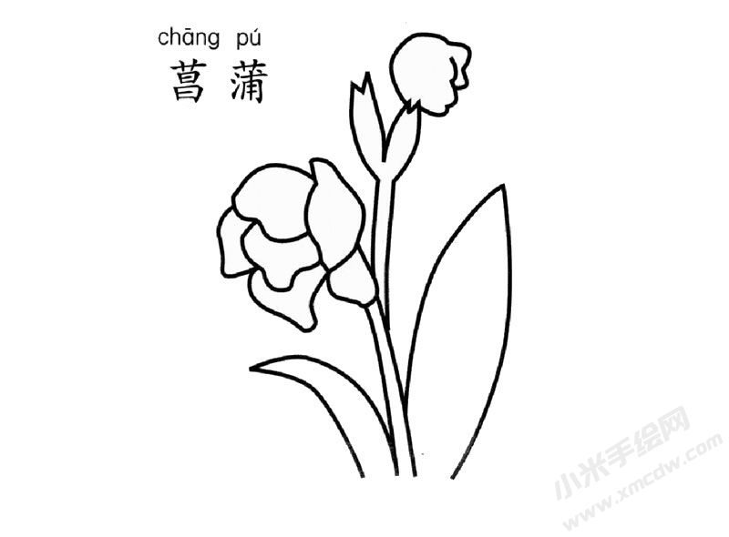 菖蒲简笔画图片