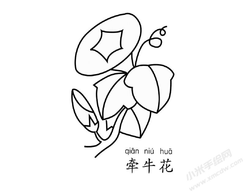 牵牛花简笔画图片