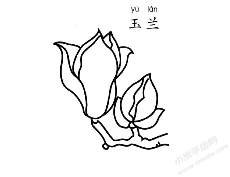 玉兰花简笔画图片