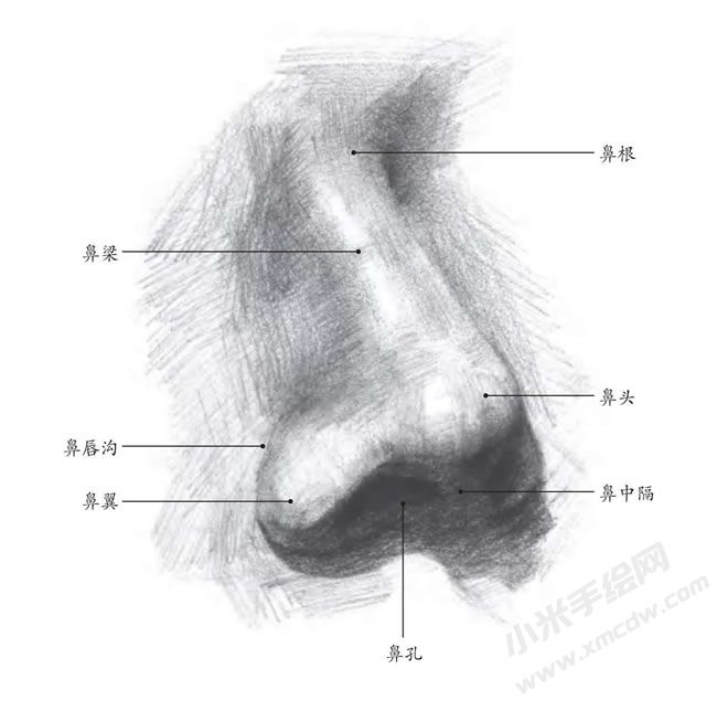 素描鼻子结构解析