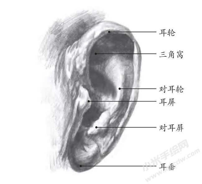 耳朵素描结构解析