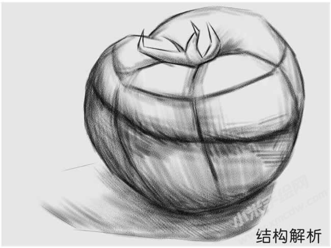 西红柿素描结构解析.jpg